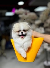 Pomeranian-İstanbulPOMERANİAN NO2..