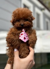 Poodle Toy-İstanbulPOODLE TOY 4..