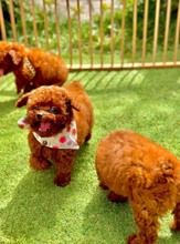 Poodle Toy-İstanbulPOODLE TOY  7..