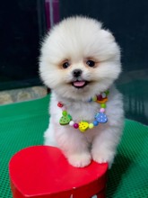 Pomeranian-İstanbulPOMERANİAN 9..