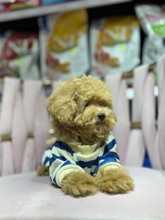 Poodle Toy-İstanbulPOODLE TOY 10..