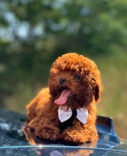 Poodle Toy-İstanbulPOODLEE TOY 11..