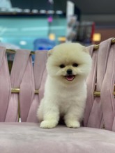 Pomeranian-İstanbulizmir boo..