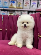 Pomeranian-İstanbulbeyaz boo..