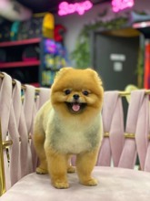 Pomeranian-İstanbulSATILIK BOO..