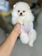 Pomeranian-İstanbulMERSİN BOO..