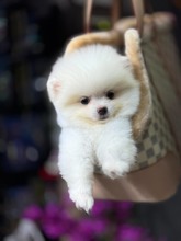 Pomeranian-İstanbulADANA BOO..