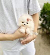 Micro Pomeranian-İstanbulKALEM POMERANİAN..