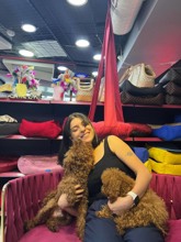 Poodle Toy-İstanbulSEVİMLİ TOY POODL..