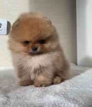 Pomeranian-İstanbulMR. BOO..