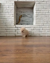 Pomeranian-İstanbulİZMİR POMERANİAN..