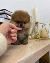 Pomeranian-İstanbulGEBZE POMERANİAN..