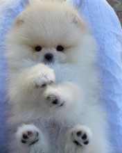 Pomeranian-İstanbulDENİZLİ POMERANİA..