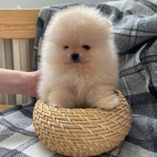 Pomeranian-İstanbulANKARA POMERANİAN..