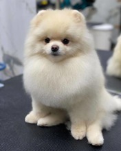 Pomeranian-İstanbulGÜLEN SURAT BOO..