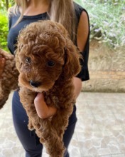 Poodle Toy-İstanbulSÜS KÖPEĞİ SAHİPL..