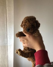 Poodle Toy-İstanbulYUMOŞ TOY..