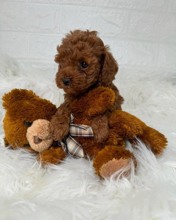 Poodle Toy-İstanbulŞEKER GİBİ YAAVRU..