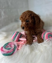 Poodle Toy-İstanbulBELLA BEBEK..