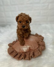 Poodle Toy-İstanbulLİNDA BEBEK..