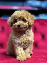 Maltipoo-İstanbulPAMUK GİBİ..