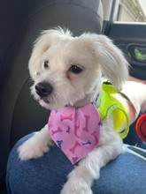 Terrier Maltese-İzmir8 aylık bebeğimi ..