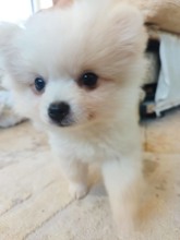 Pomeranian-İstanbul2 Aylık Dişi Pome..