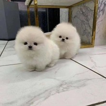 Pomeranian-İstanbulMini Pati Boo..