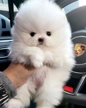 Junior Pomeranian...