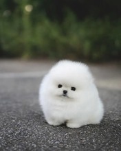 Pomeranian-İstanbulBal Gibi Boo..