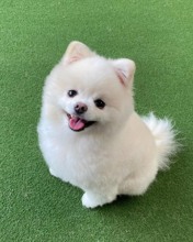 Pomeranian-İstanbulAilesini Arıyor..