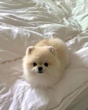 Pomeranian-İstanbulŞampanya BOO..