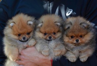 Pomeranian-İstanbulKaramel BOO..