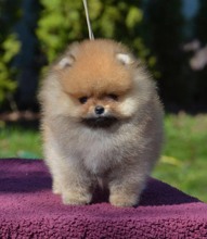 Pomeranian-İstanbulÖdüllü Anneden Bo..