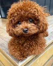 -İstanbulTEACUP Poodle ..