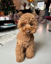 Poodle Toy-İstanbulAilenizin Üyesi P..