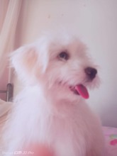 Terrier Maltese-İstanbul4 aylık yavrumuz ..