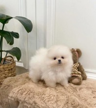 Pomeranian-İstanbulGüzel surat Alex..