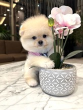 Micro Pomeranian-İstanbulSCR belgeli Pomer..