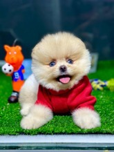 Pomeranian-İstanbulOrjinal Mini Boy ..