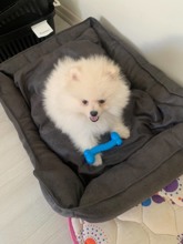 -BingölPomeranian köpegi...