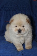 chow chow yavrula..