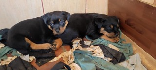 Rottweiler-İstanbulrottweiler yavrul..