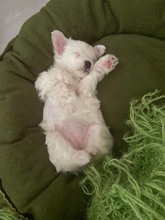 Terrier Maltese-Çanakkaletatlış maltese ya..