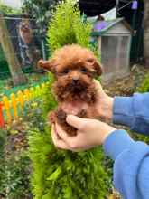 Micro Poodle-İstanbul-box-26574