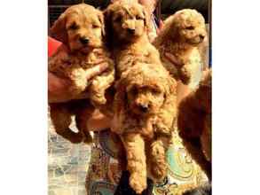 Poodle Toy-İstanbulŞİRİN TOY POODLE ..