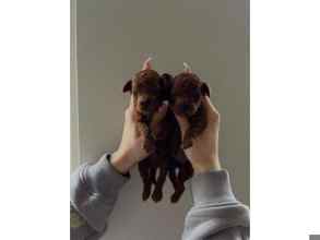 Poodle Toy-İstanbulA KALİTE RED BROW..