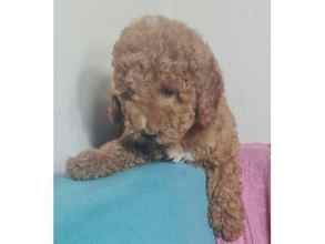 Poodle Toy-İstanbulANNE ALTINDAN ORJ..