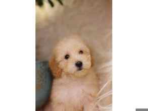 Poodle Toy-İstanbulVETERİNER TEKNİKE..