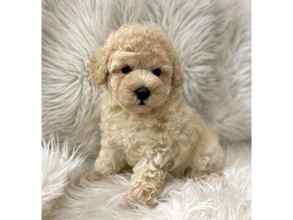 Poodle Toy-İstanbulEĞİTİMLİ AŞILI TO..